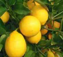 Хибрид од лимон и портокал