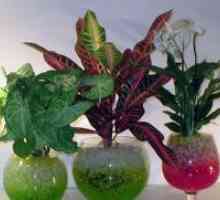 Хидрогел за растенија