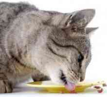 Хипоалергично храна за мачки