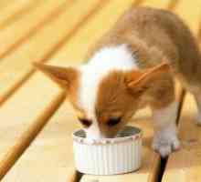 Хипоалергично храна за кучиња