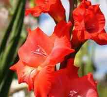 Gladioli - садење и заштита на отворено поле