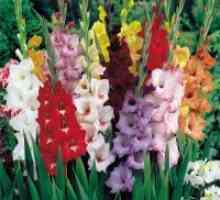 Gladiolus - Растечките