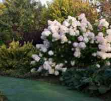 Hydrangea paniculata - садење и заштита