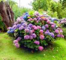 Hydrangea градина - садење и заштита