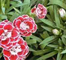 Dianthus chinensis - расте од семе