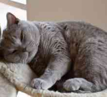 Хронична ренална инсуфициенција кај мачки - Симптомите