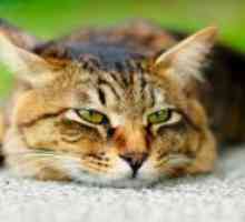 Хронична бубрежна инсуфициенција кај мачките
