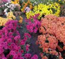 Хризантеми - садење и заштита на отворено поле