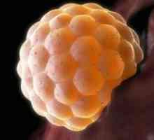Имплантација на ембрионот - во кој ден?