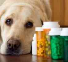 Мозочен удар во кучиња - Симптомите
