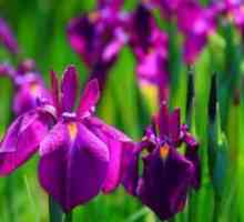 Перуника - садење и заштита на отворено поле