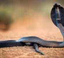 Како резултат на каснување од црно-вратна плукање кобра