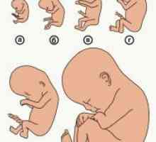 Ембрион 2 недели