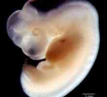 На ембрион 6 недели
