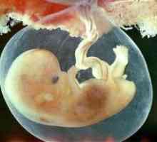 Ембрион - 7 недели