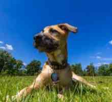 Штиклирајте-сноси енцефалитис кај кучињата - Симптоми