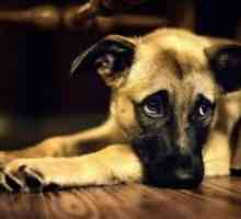 Штиклирајте-сноси енцефалитис во кучиња - Симптомите