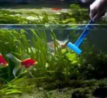 Како да се исчисти аквариум дома?