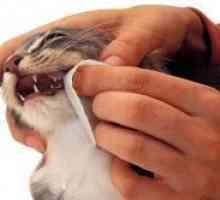 Како да се исчисти мачка заби?