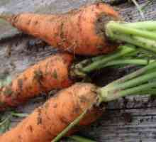 Како да се чува моркови во зима?