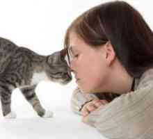 Како да се ослободи од алергија на мачки?