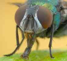 Како да се ослободите од муви?