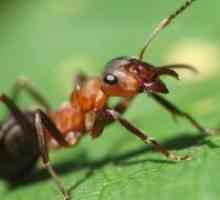 Како да се ослободите од мравки во оваа област?