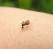 Како да се ослободите од каснување од комарец?