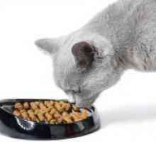 Како да го нахрани мачката кастрирате?
