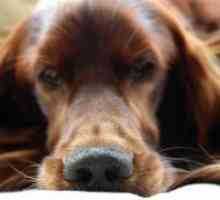 Како да се третираат течење на носот на кучето?