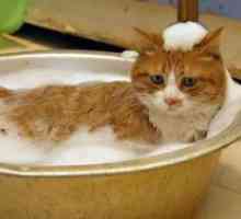 Како да се мијат мачка?
