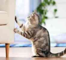 Како да се одвикне мачка да се искине мебел?