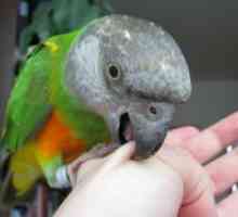 Како да се одвикне папагал гризе?