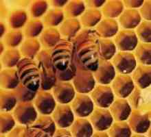 Како пчелите направи мед?