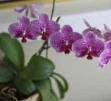 Како да трансплантација на орхидеи по цветни?