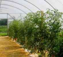 Како да се врзуваат домати во стаклена градина поликарбонат?