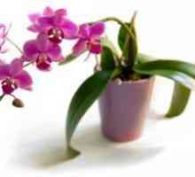 Како да се вода орхидеи дома?