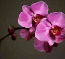 Како да се вода орхидеи?