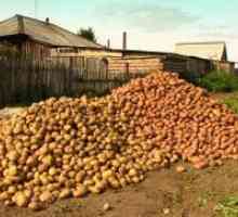 Како да се добие добар култура на компири?