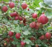 Како да се засади во есен цариградско грозде?