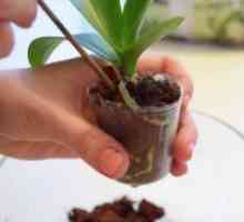 Како да трансплантација на орхидеи дома?