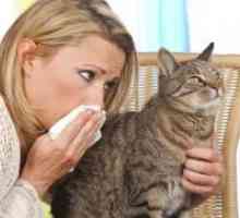 Како се алергични на мачки?
