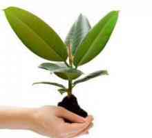 Како да се пропагира Ficus macrophylla?