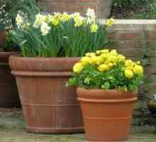 Како да се засади daffodils во есен?