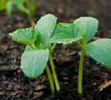 Како да се засади краставици?