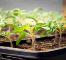 Како да се засади домати садници?