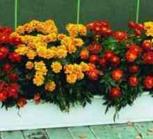 Како да се соберат семето на marigolds?