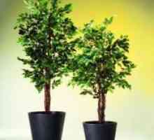 Како да се грижите за Ficus benjamina?