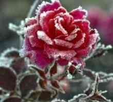 Како да се покријат рози за зима?