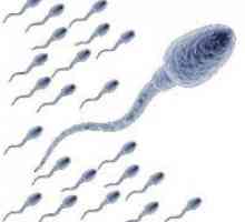 Како да се зголеми бројот на сперматозоиди?